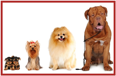 pet friendly apartments tips pet friendly apartments
